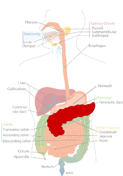 Pancreas
