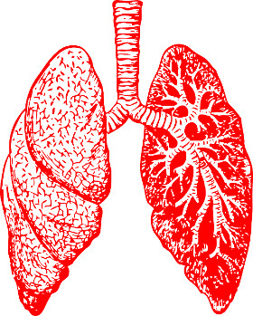 Lungs
