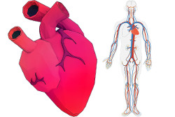 heart and cardiovascular system
