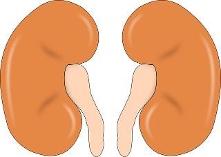 kidneys
