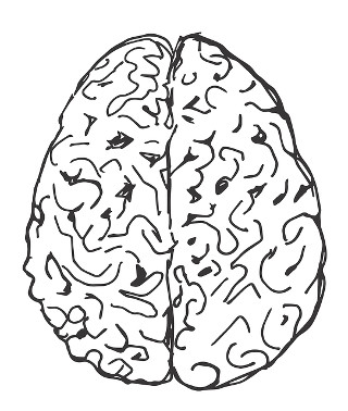 cervello
