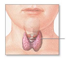 Thyroid
